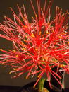 Catherine-wheel,Sea Egg, Powder Puff
